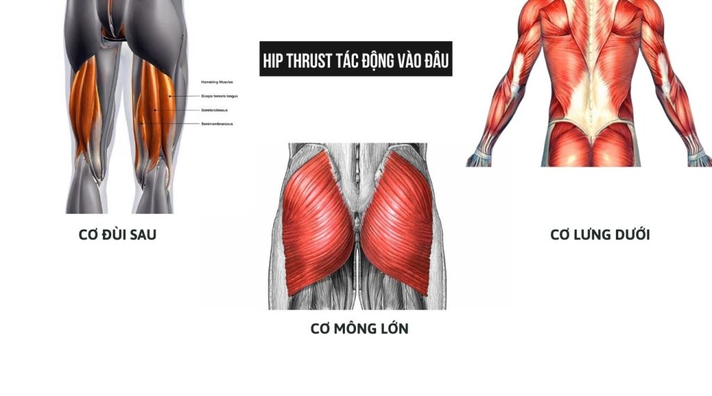 Hip thrust tác động nhóm cơ nào