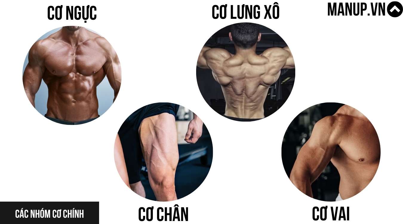 Nên tập nhóm cơ lớn trước hay nhỏ trước